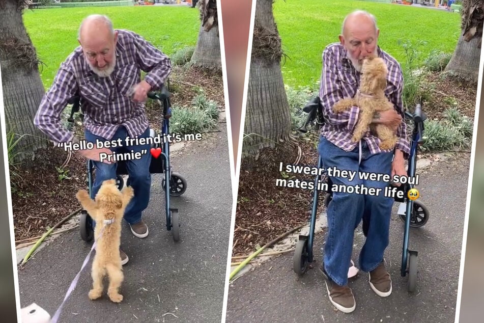 Tiny dog's sweet friendship with old man in a nursing home goes viral: "Soul mates in another life"