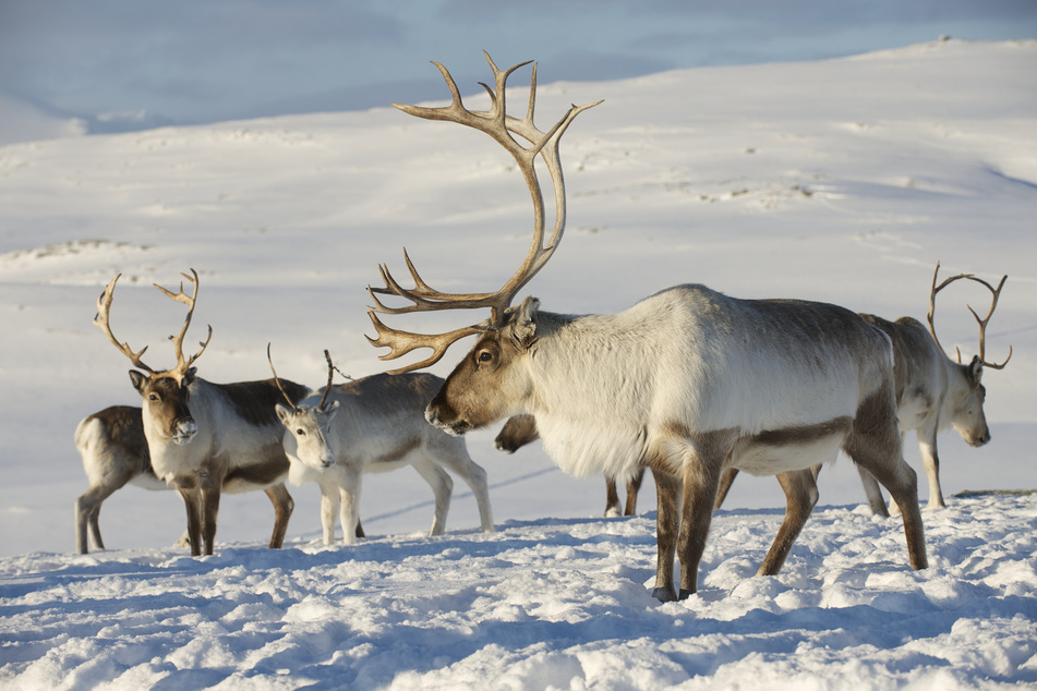 Zombie disease resurrected in Norwegian reindeer