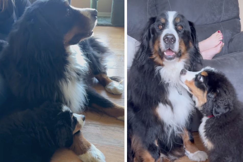 Dog doesn't want to play with eager puppy: then they find out the heartbreaking reason why