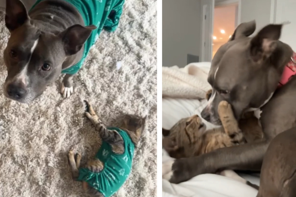 Stray kitten's fast friendship with rescue dog warms hearts on TikTok