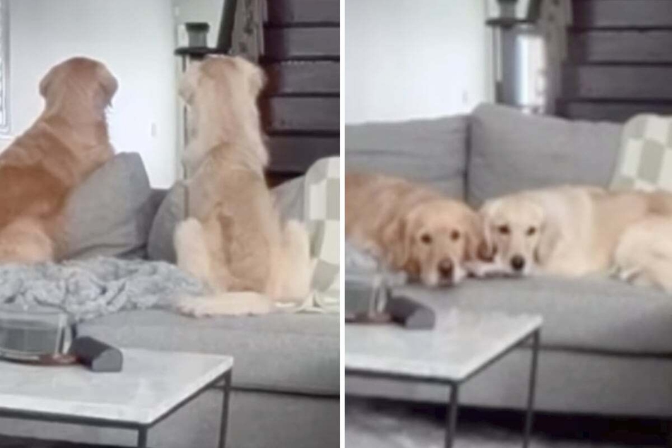 The poor doggos clearly miss their owner immensely and can hardly wait to see her again.