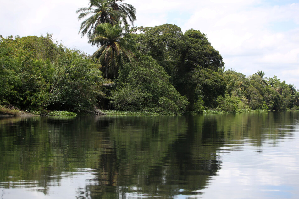 Mato Grosso's environmental agency is currently investigating the incident.
