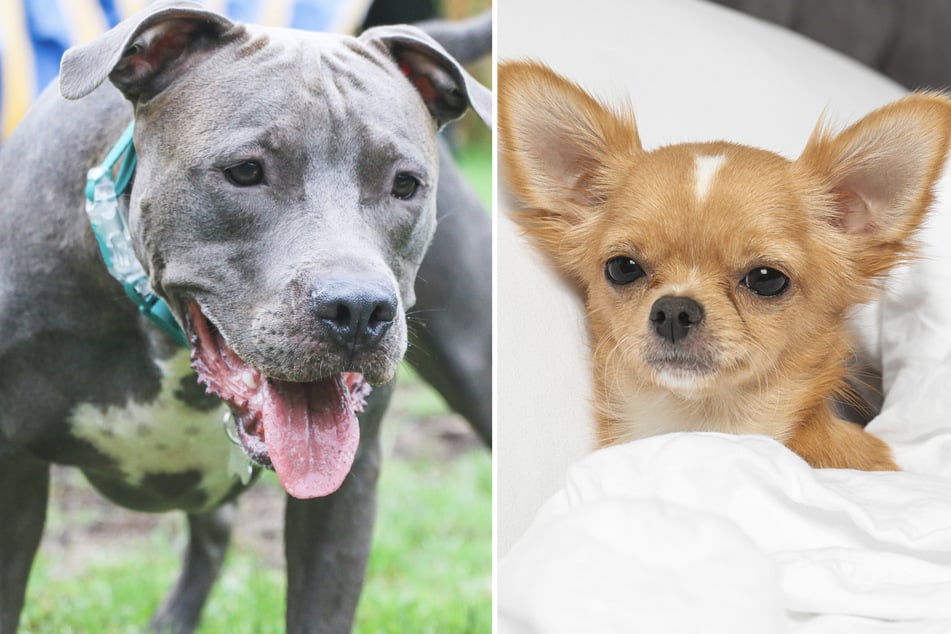 What happens when a Pit Bull (l.) and a Chihuahua (r.) have a puppy together?