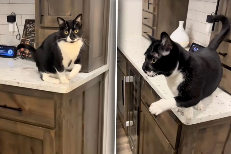 Sammy the cat seems to have injured his left front paw and is even stretching it upwards.