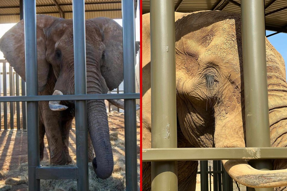 South Africa's national zoo frees its last elephant – but the fight isn't over