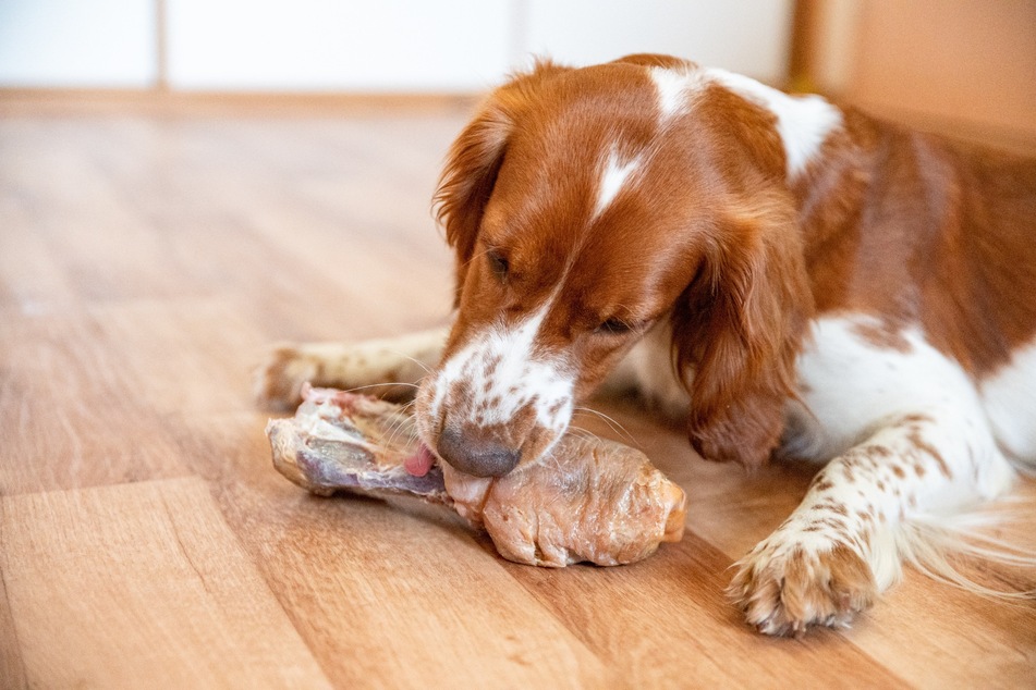 Some bones are safe to be eaten by dogs, but others are not.