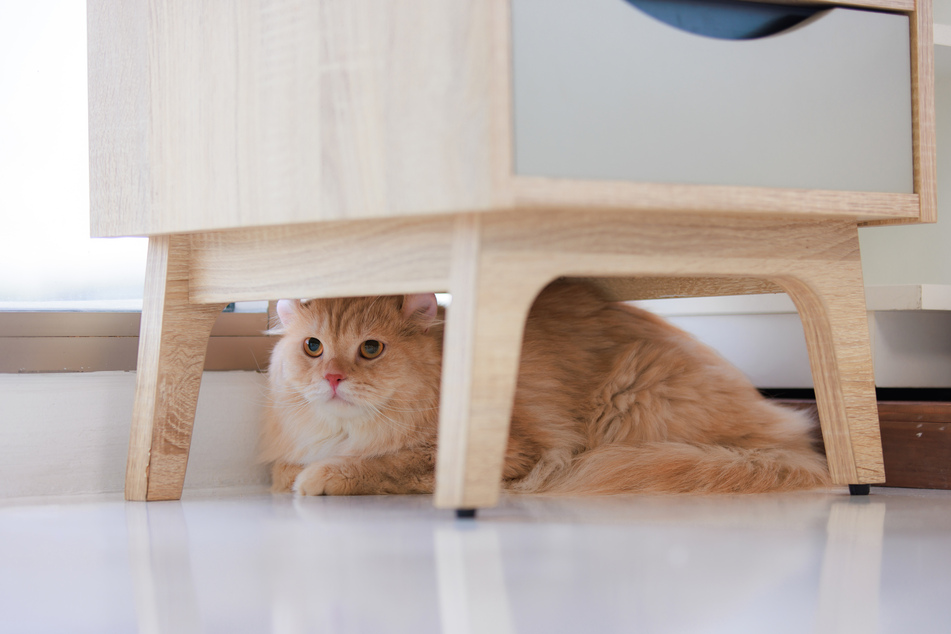 The victim of bullying can be recognized by the fact that the cat hides unusually often.