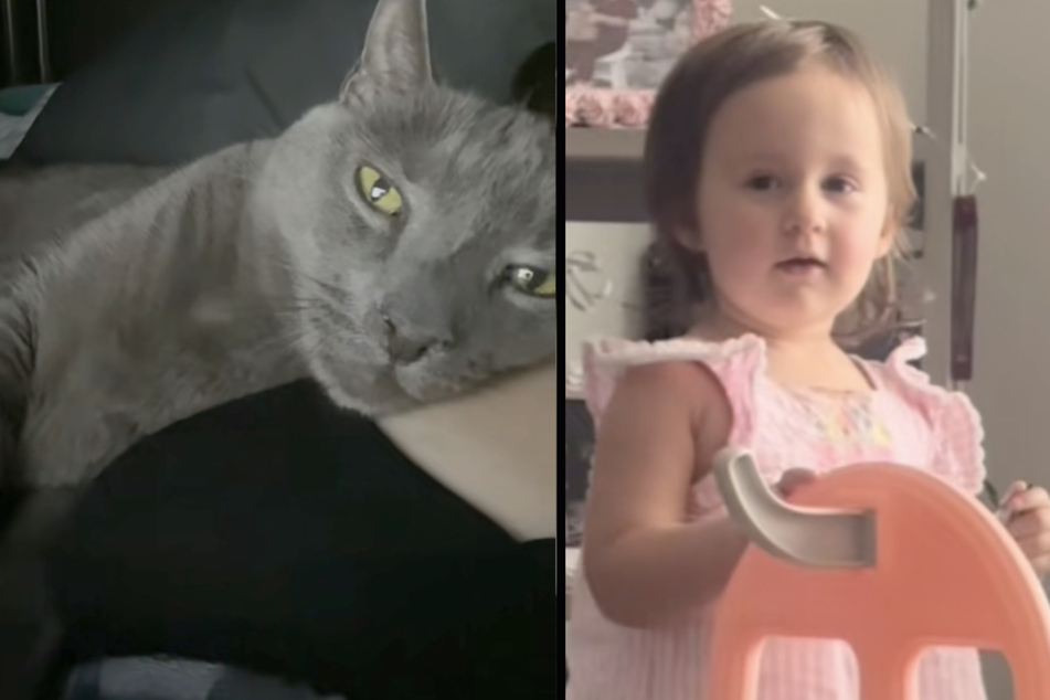 Toddler tries to play with her dead cat in bizarre viral video