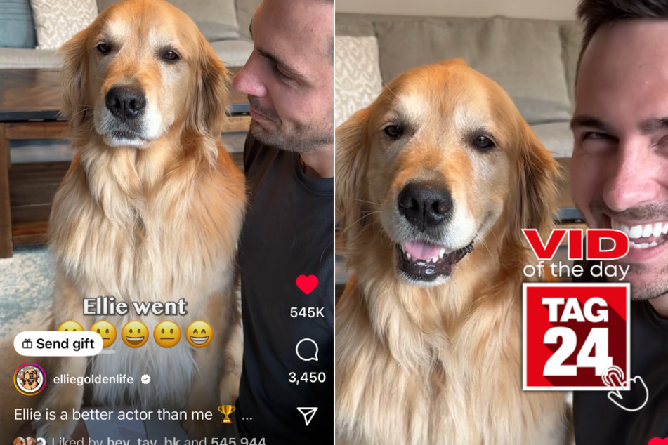 Viral Video of the Day for June 29, 2023: Golden retriever goes from seriousness to smiling in seconds!
