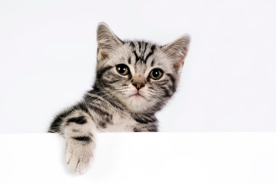 Domestic shorthair kittens are unbelievably cute, but boy they have some growing ahead of them!