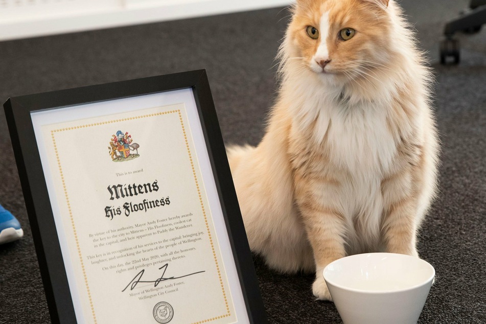 In New Zealand, the Kiwi of the year award could go to a cat