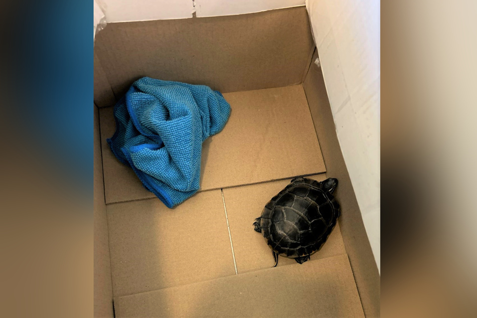 Security officers at a US airport found this turtle in a man's pants.