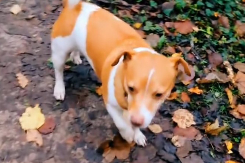 Jack Russell Terrier "Hulk" doesn't exactly live up to his monstrous name, as the little dog is more reminiscent of the princess and the pea!