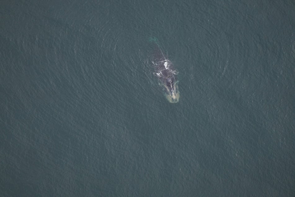 Right whale population is at an alarming 20-year low
