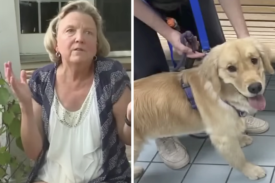 Nearly identical dogs get switched Parent Trap-style at the groomers!