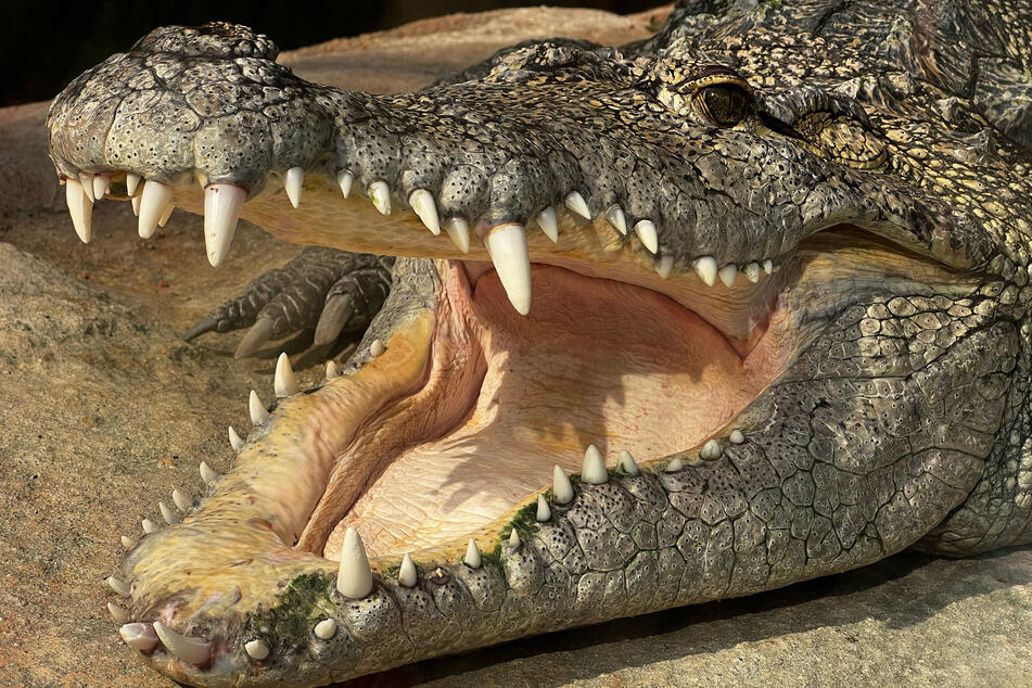 Alligator fatally attacks Florida woman out walking her dog