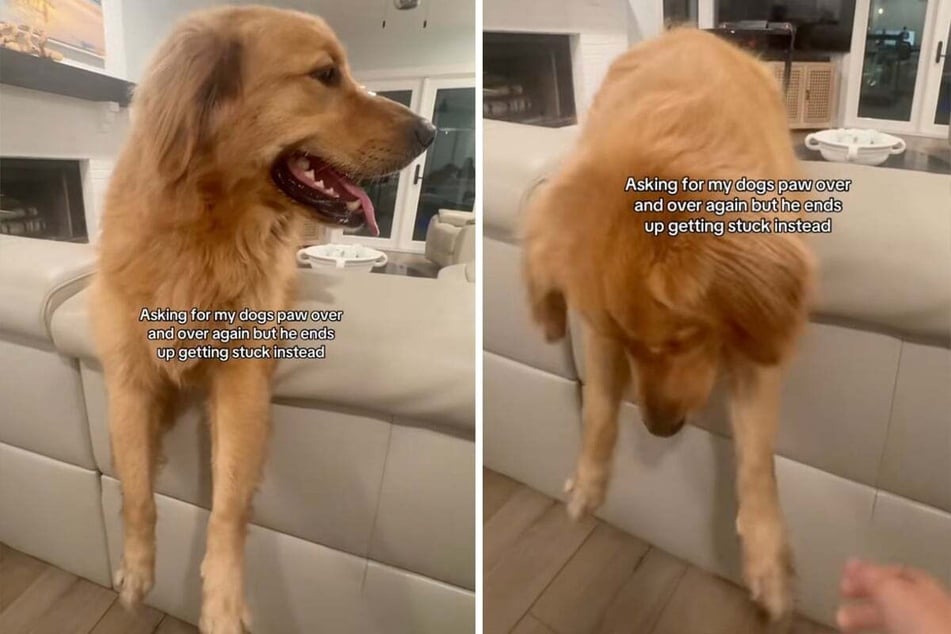 The dog owner wanted to give the four-legged friend the same command over and over again to confuse him... and it worked better than she planned.