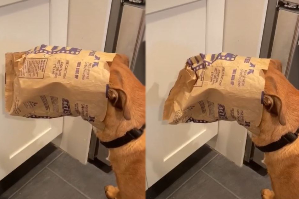 The only thing moving is the bag deflating and inflating along with Bear's breathing.