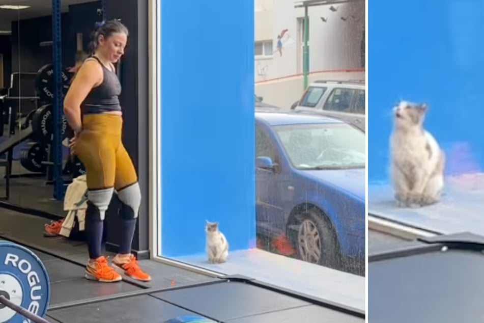 Weightlifter Elena Tserniatevits was spotted by a street cat at the gym. Despite her initial doubts, the Greek decided to take care of the animal.