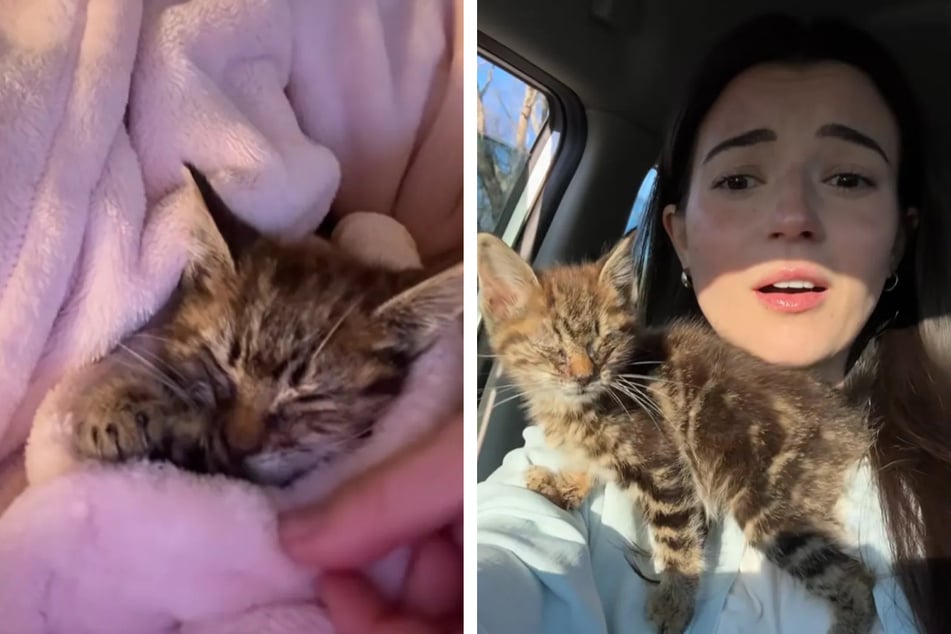 Kitten who can't open her eyes rescued from road: "Cat distribution system strikes again!"