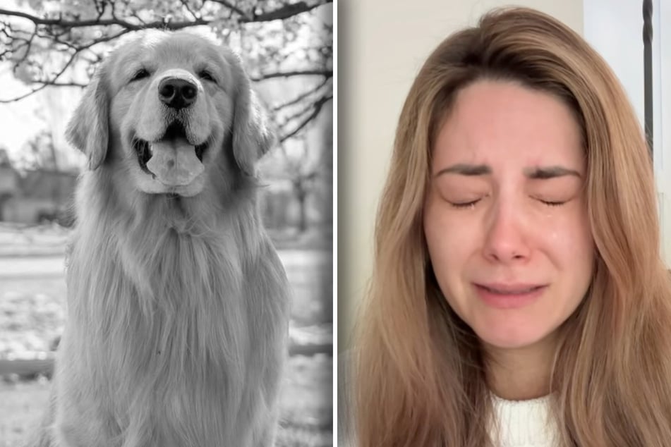 Beloved dog influencer Tucker has died: "He was part of my soul"