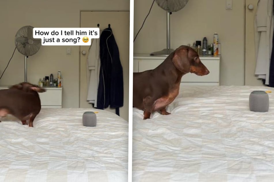 Little Darcy the Dachshund dog has gone viral for following the "commands" of a popular '80s pop hit in a viral video!
