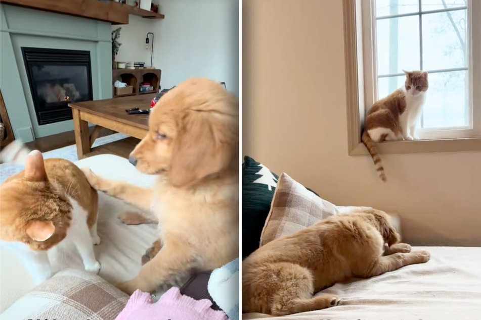 Grumpy cat bitterly "feuds" with Golden Retriever puppy – but the dog remains adorably oblivious!
