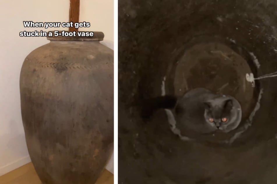 Cat goes missing and owner can't believe where she finds her!