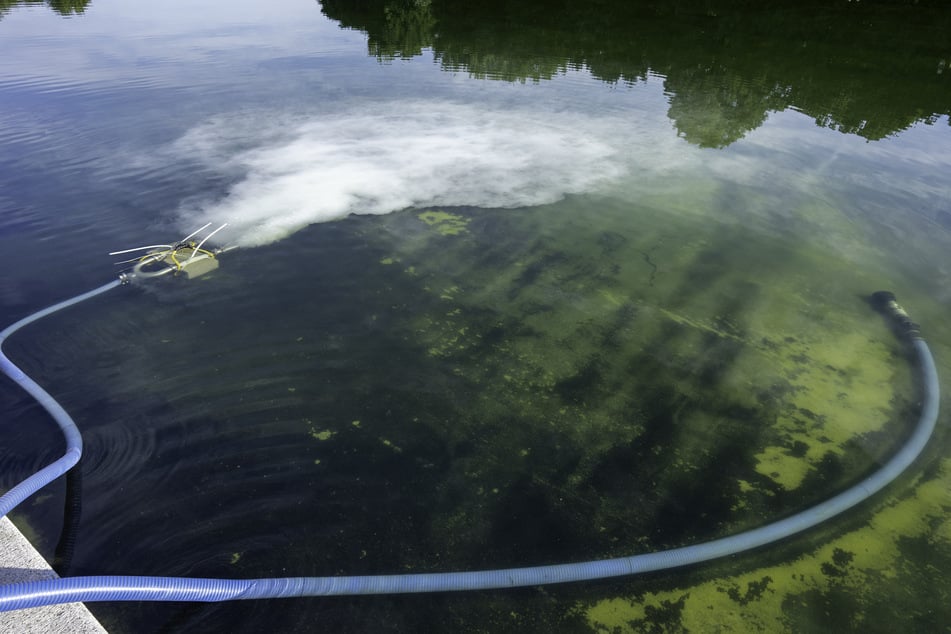 Algae is visible in the Lincoln Memorial Reflecting Pool as cleanup efforts continue where newly applied blue paint has peeled from the bottom, on June 20, 2026.
