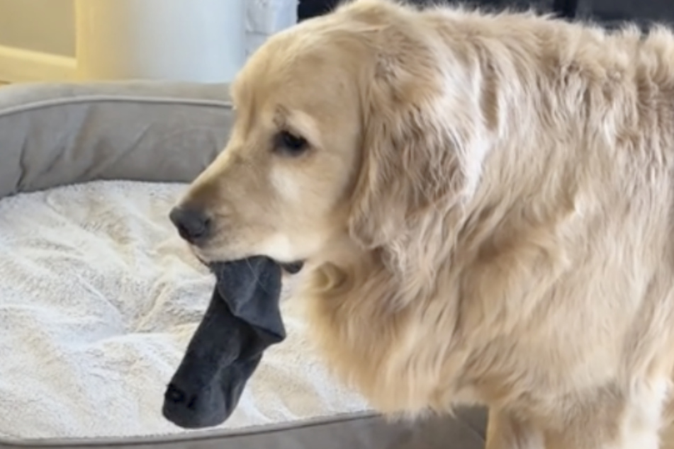 Every morning, Mabel the dog brings an item of her owner's clothing into the living room to cuddle with.