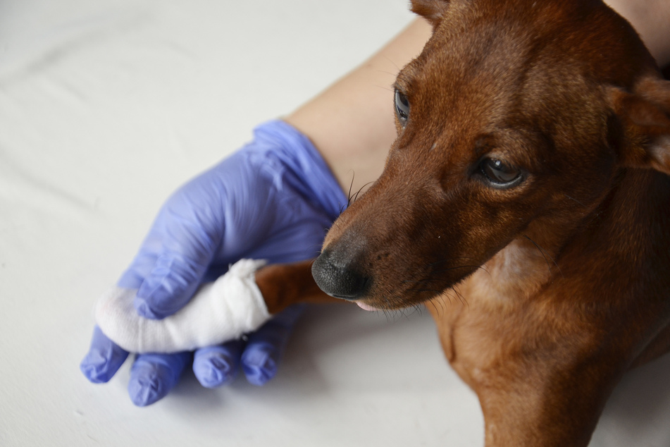 Veterinarian charged with possession of child porn and having sex with dogs in his care