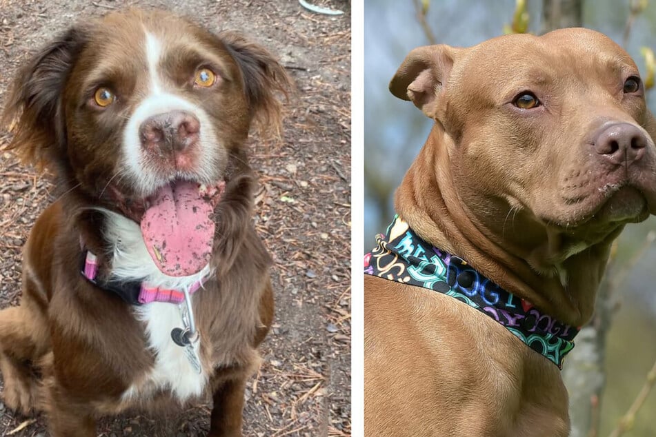 A rare long-haired pit bull wows the internet