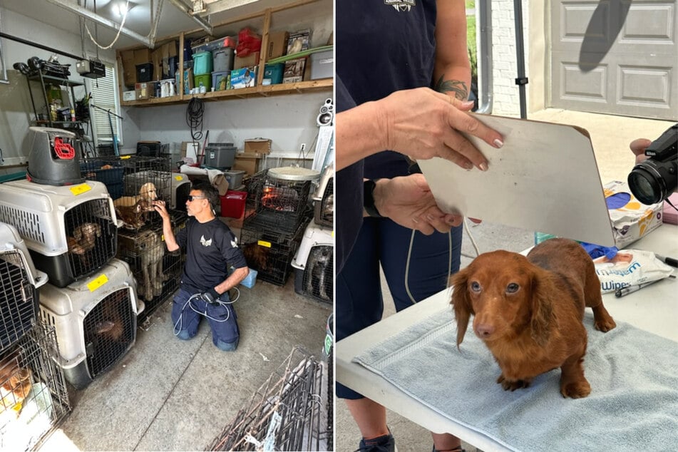 The Animal Rescue Corps aims to get all the 120 animals the care they need, and help them find new homes.