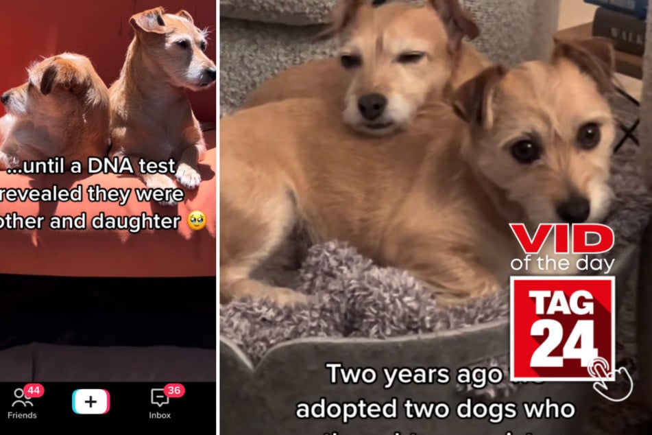 Viral Video of the Day for April 3, 2023: Anything is paw-sible!