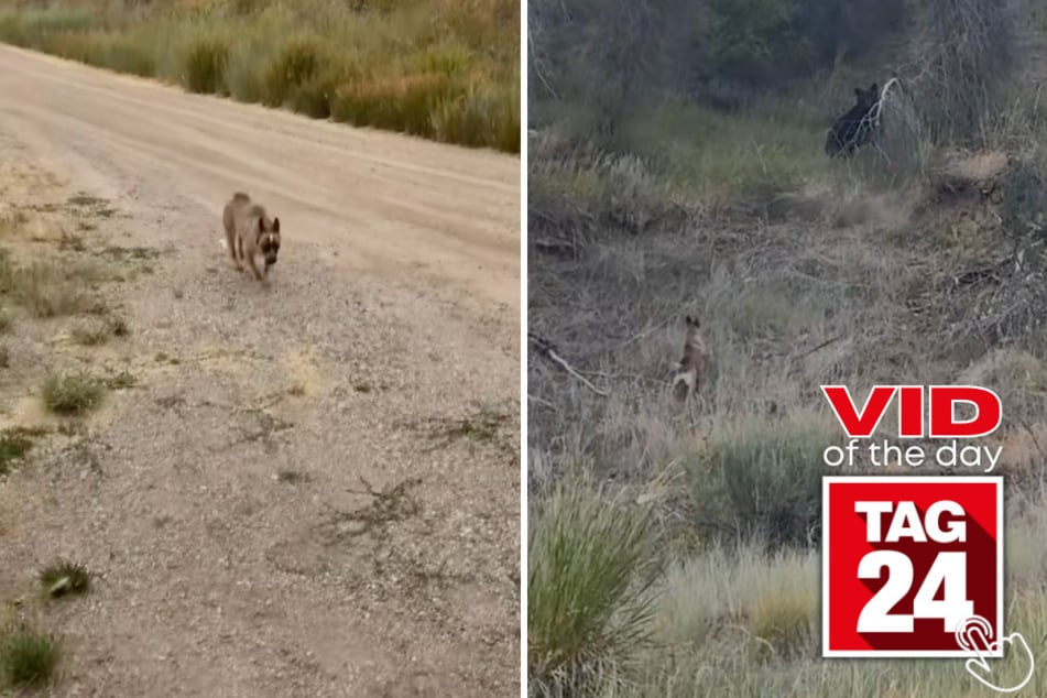 This fearless pup clearly missed the memo about staying away from wild bears!