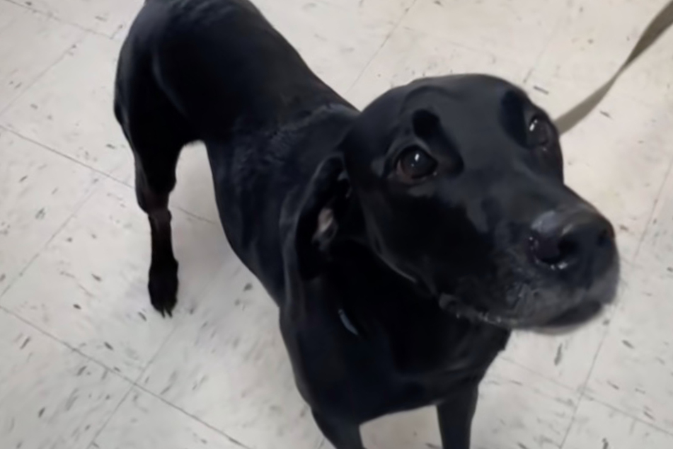 Dog is excited to visit animal shelter a year after adoption – then his heart is shattered