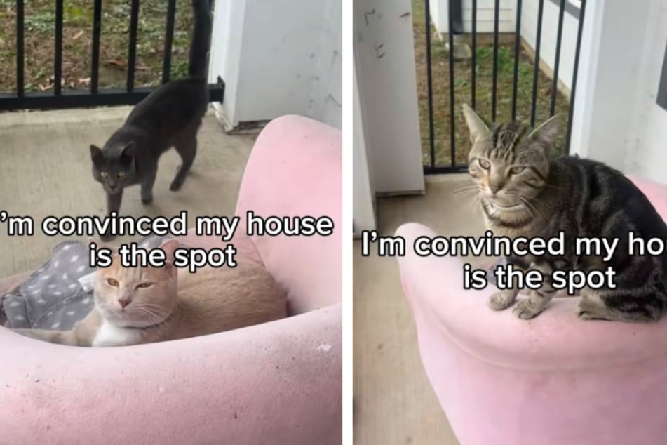 Cat owner watches stunned as her kitty invites several friends over for a playdate