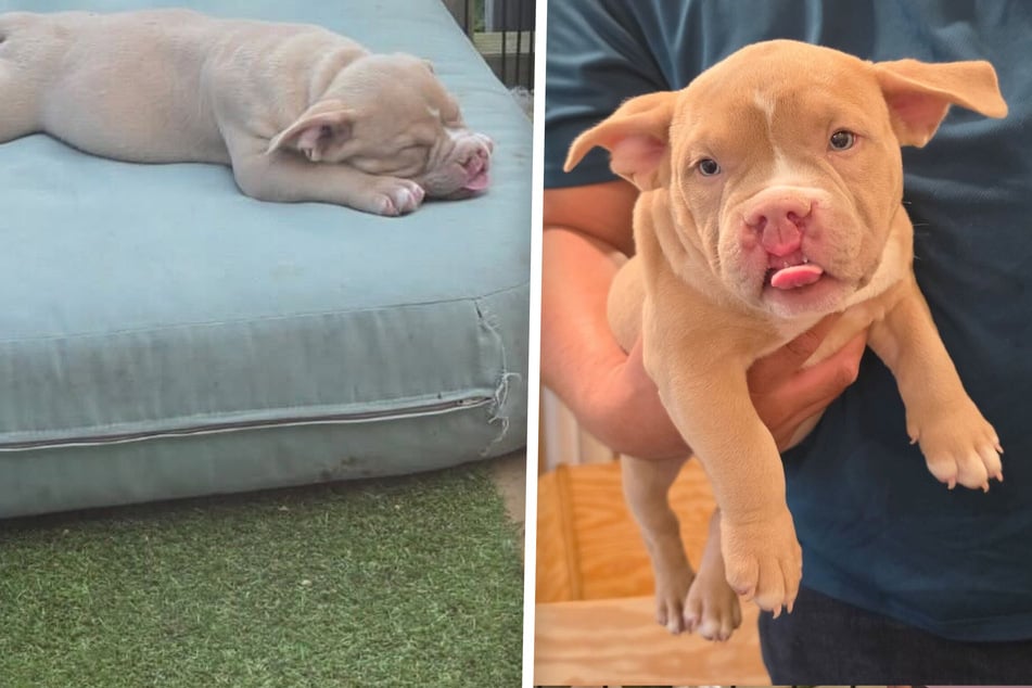 The cute mixed‑breed was quickly adopted.