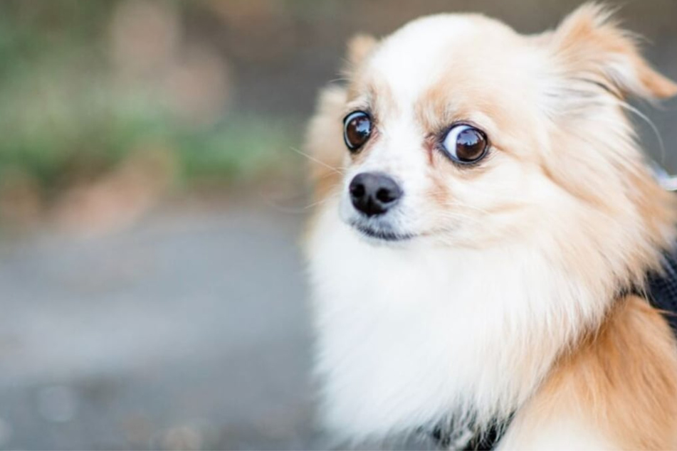 Why is my dog scared of everything: What are dogs scared of?