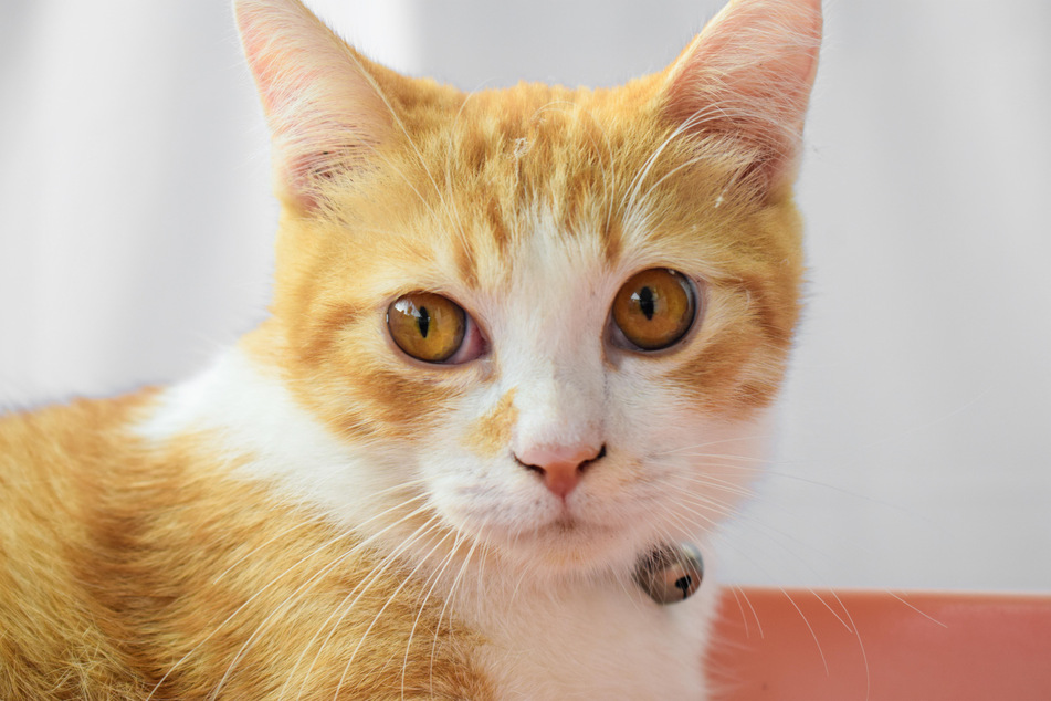 Javanese cats are incredibly beautiful, and have big personalities.