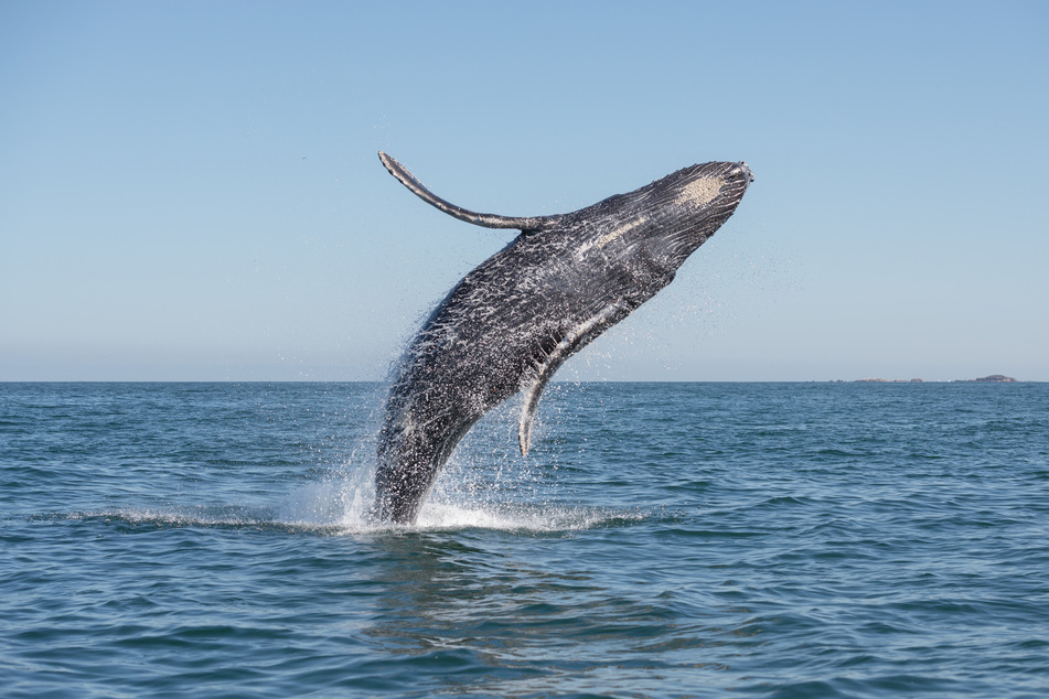 Whale in the Hudson River delights New Yorkers and worries experts
