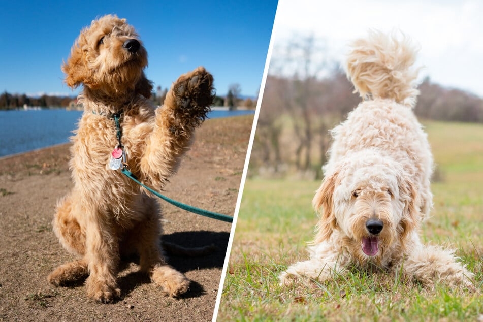 Goldendoodle breed profile: What you should know about the popular family dog