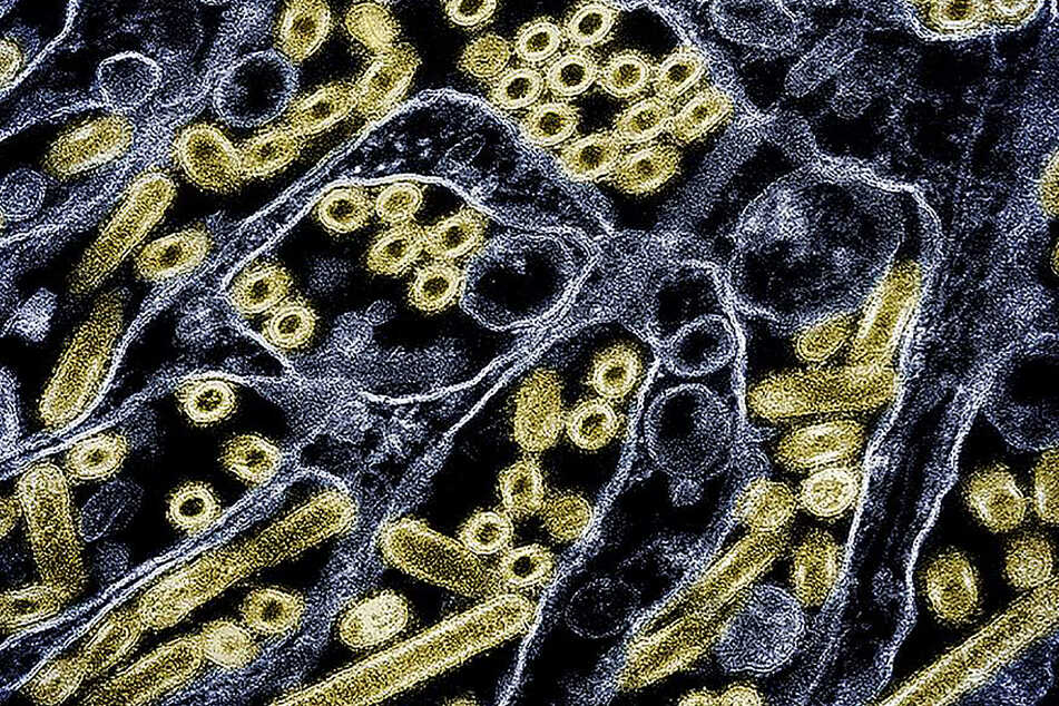 Second US bird flu death of the year recorded in Washington state