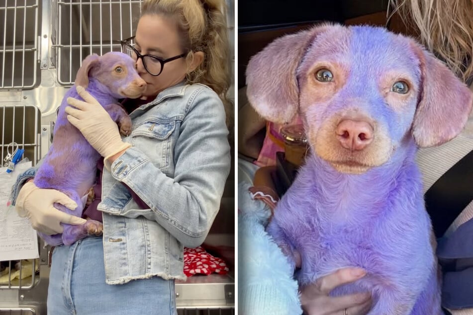 Frightened puppy found covered in toxic paint has heartmelting reaction to rescuer
