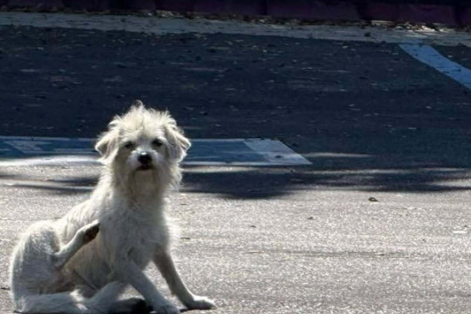 The dog was completely terrified.