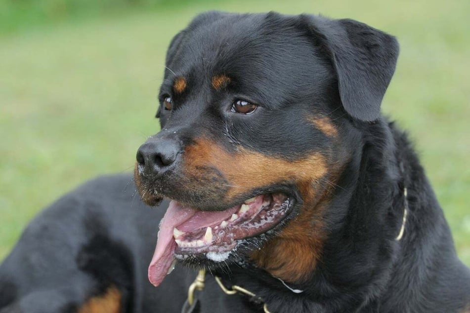 Just like Rottweilers (pictured), a Rottie Poo also needs mental challenges to be happy.