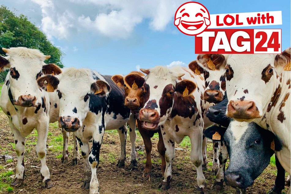 Joke of the Day for May 9, 2025: An animal joke to get your funny on