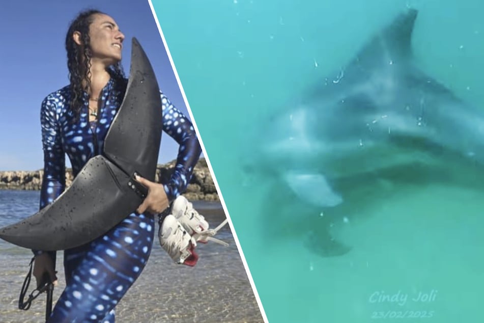 Marine biologist discovers gruesome detail while diving with dolphins