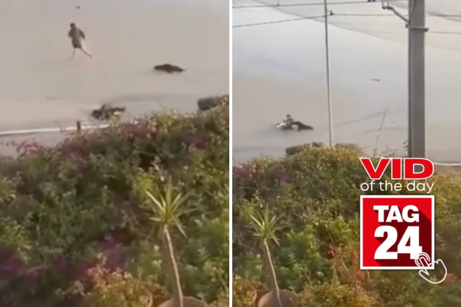 Viral Video of the Day for November 11, 2023: Woman gets chased by speedy seal