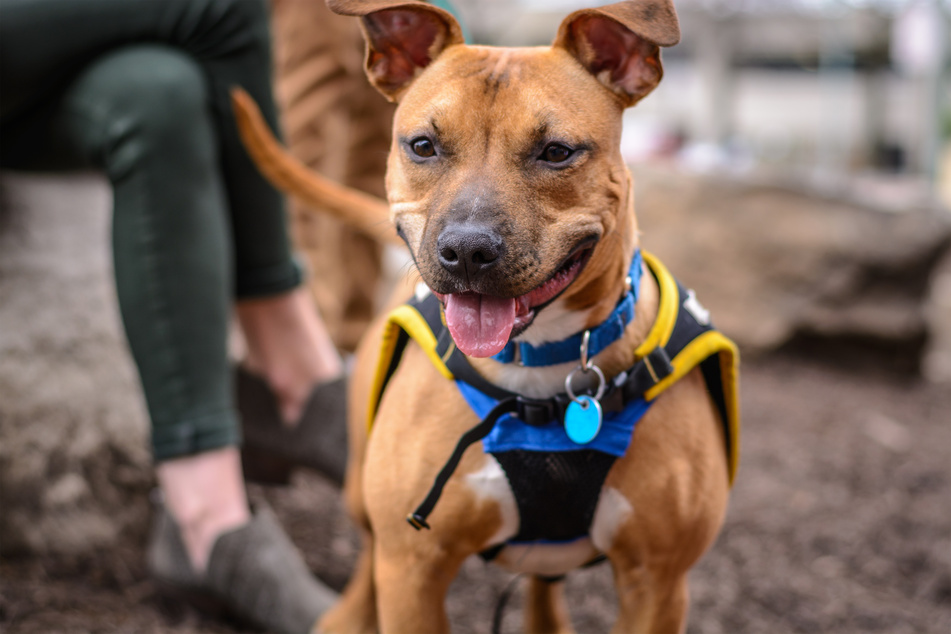 A high-quality dog harness will be crucial when training a guard dog.
